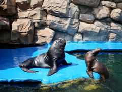 -华夏文旅海洋公园