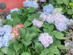 -石家庄市植物园