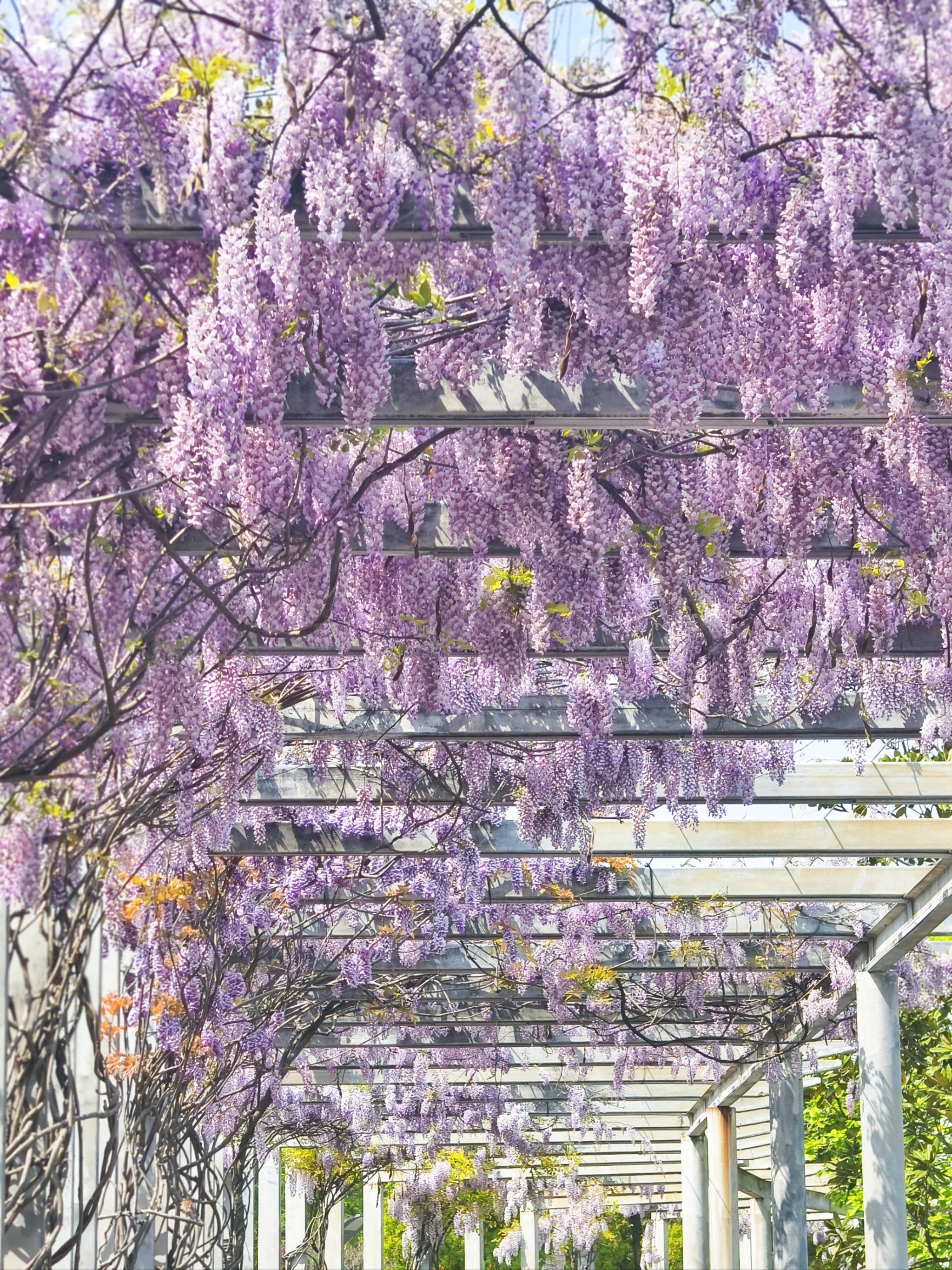 8实拍💜闵行文化公园紫藤瀑布已开爆