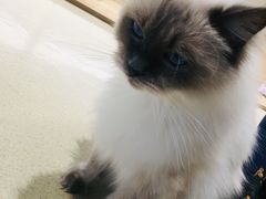 -藏猫猫咖啡主题馆(中央大道店)