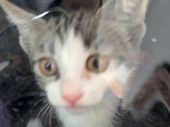 -瑞派福兴宠物医院犬猫全科·骨科·中西医结合(河东店)