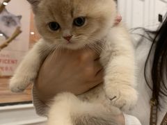 -袖虎·猫馆(体育西路店)