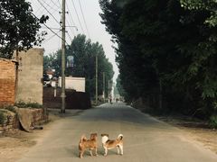 -白洋淀景区
