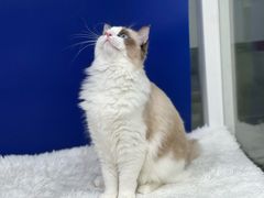 -爱洗澡的猫(天河路店)