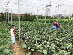 -意大利农场度假村