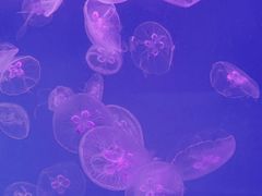 -左海海底世界