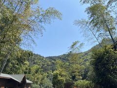 -树山生态村