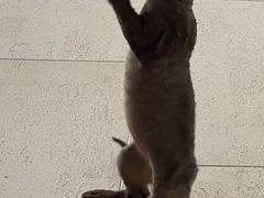 -momokira米努特·德文卷毛猫·棉花面纱犬