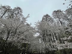 -上海共青森林公园