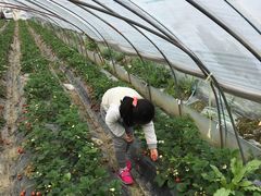 -喜杨洋草莓采摘园