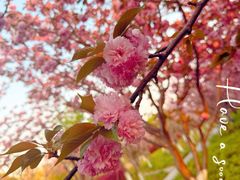 -高东镇樱花园