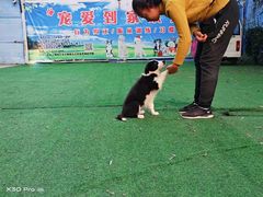 -宠物寄养训练学校