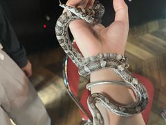 -抱暴龙爬宠·异宠·撸宠撸爬主题馆(大学路店)