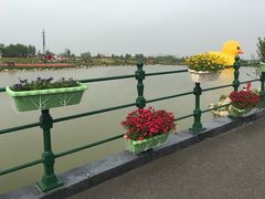 -荷兰花海