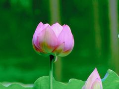 -陈家山荷花公园