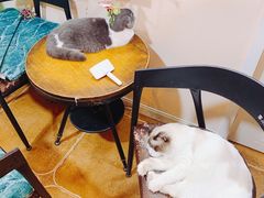 -李小姐の猫咖啡馆(五角场店)