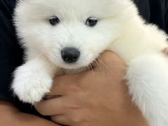 -翊宠yipet猫狗购宠庄园犬舍•猫舍