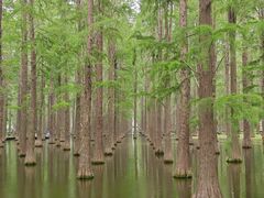 -渌洋湖湿地公园