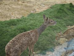 -泉州海丝野生动物世界