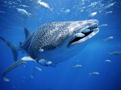 -烟台海昌鲸鲨海洋公园