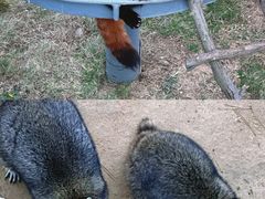 -西霞口神雕山野生动物世界