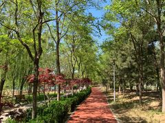 -大兴滨河森林公园