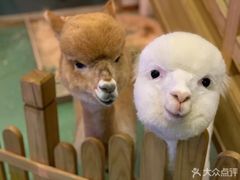 羊驼-藦茜花园宠物主题亲子互动体验馆(国顺东路店)