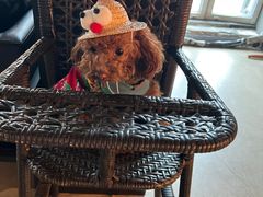 -百好乐宠物友好餐厅(朝外大街店)