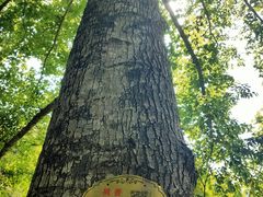 -龙湾潭国家森林公园