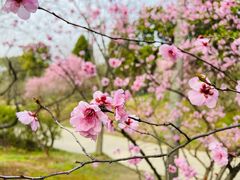 -梅花山(明孝陵内)