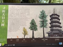 -天目山大树王景区