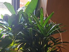 -拉蒂娜·巴西牛排馆 Latina·Brazilian Steakhouse(王府井喜悦店)