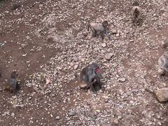 -西双版纳原始森林公园