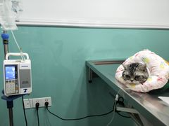 -高德24h动物医院