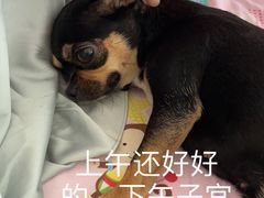 -芭比堂动物医院·CT·微创中心(新顺分院)