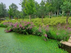 -东郊湿地公园