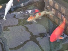 -北京群众马术培训基地