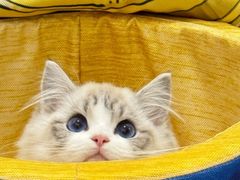 -瑞鹏宠物医院·猫科·宠保定点(梅溪湖分院)