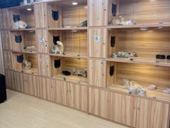 -猫十亿·布偶金渐层·曼基康矮脚猫舍(青年路店)