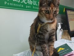 -半岛宠物医院24小时(科华中路店)