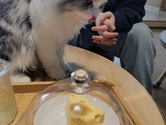 -猫腻·猫咖·撸猫馆(星光大道店)