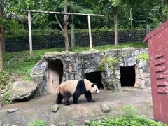 -都江堰中华大熊猫苑
