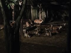 -清迈夜间动物园