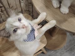 -楼上猫咖(罗湖店)
