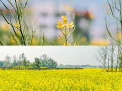 -天鹿湖森林公园