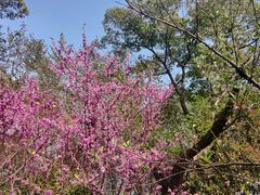 -金鸡湖桃花岛