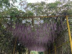 -天适樱花悠乐园