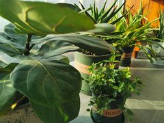 -苏城小院·园林精致苏州菜(斜塘老街店)