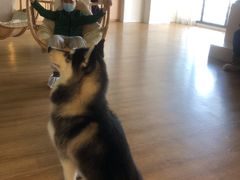 -Husky Go! 哈士奇体验馆·宠物咖啡厅狗咖