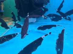 -双季花艺园艺市场(浦东店)